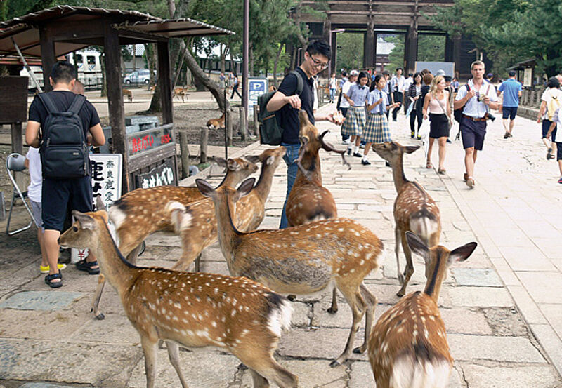 Mehr als 1.000 Sika-Hirsche sollen in Nara leben – sie galten früher als Götterboten.