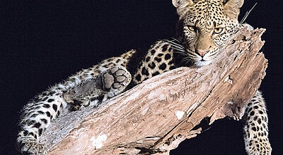 Entspannt und fotogen: Leoparden des Tuli