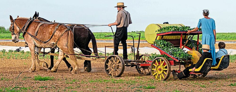 Landleben wie  vor 300 Jahren:  Die Amish People  in Pennsylvania ­leben und arbeiten auf sehr traditionelle Weise