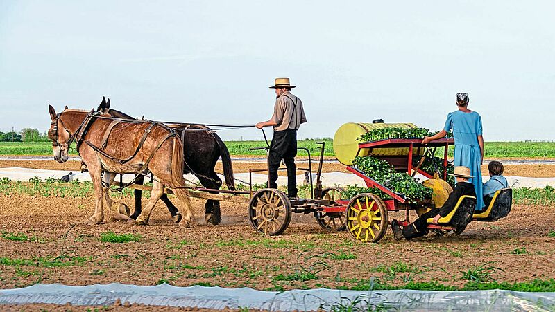 Landleben wie  vor 300 Jahren:  Die Amish People  in Pennsylvania ­leben und arbeiten auf sehr traditionelle Weise