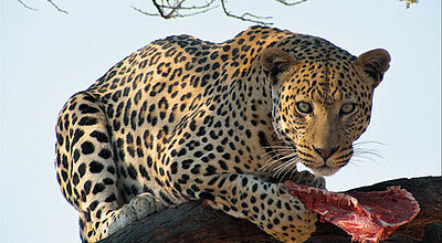 Der tierreiche Etosha-Nationalpark wird weiter erschlossen.
