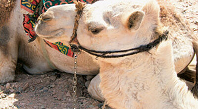 Ein statt zwei Höcker: Kamel-Safaris auf dem Sinai werden auf dem Rücken von Dromedars durchgeführt.