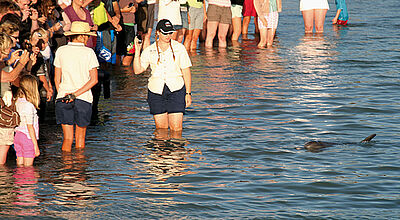 Morgens versammeln sich Touristen am Strand, um die Delfine zu sehen.