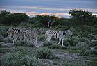 Zebras im Etosha Nationalpark. So grün ist er nur in der Regenzeit zwischen November und März