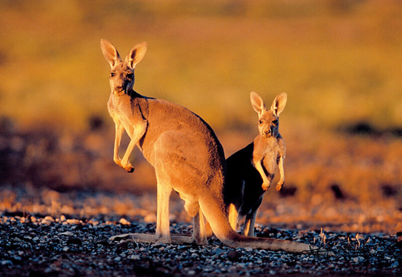 Werbung fürs Känguru-Land: Dertour startet eine große Kampagne für Australien