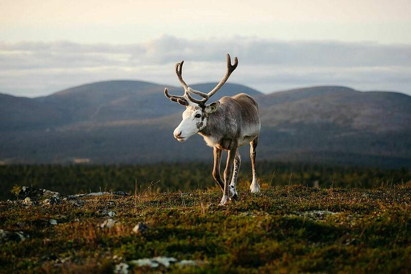 Rentier Vesku hat jede Menge Reisetipps für eine Sommertour durch Lappland