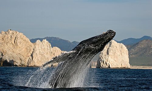Zwischen November und April kommen Grau- und Buckelwale in der Gewässer rund um die Halbinsel Baja California. Foto: Visit Los Cabos