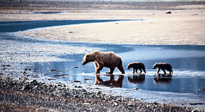Bärenfamilien aus der Nähe beobachten? In Alaska ist das kein Problem.