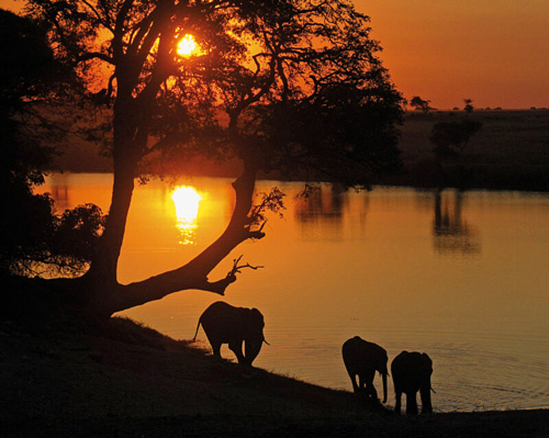 Afrikanische Impression mit Dickhäutern im Sonnenuntergang