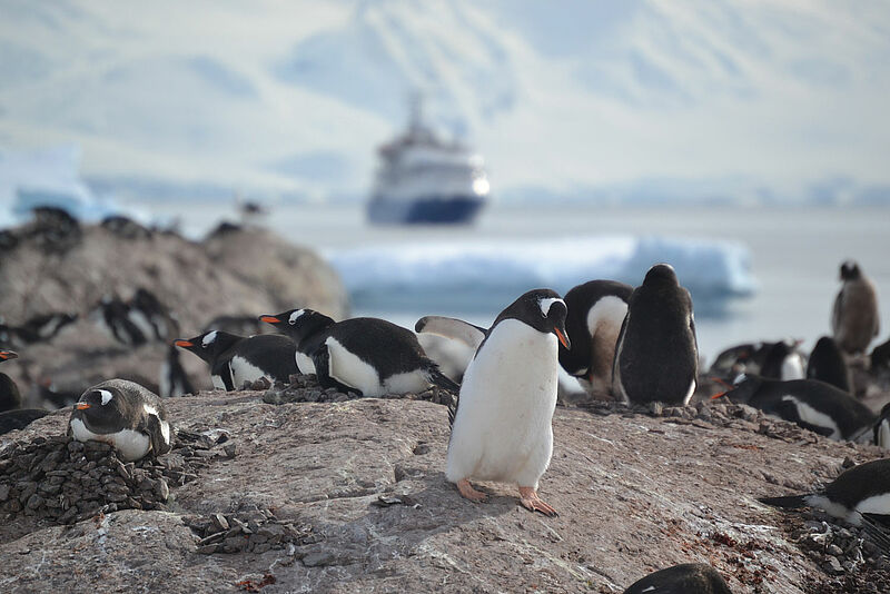 Die Begegnungen von Mensch und Tier in der Antarktis werden häufiger, aber nach wie vor reguliert