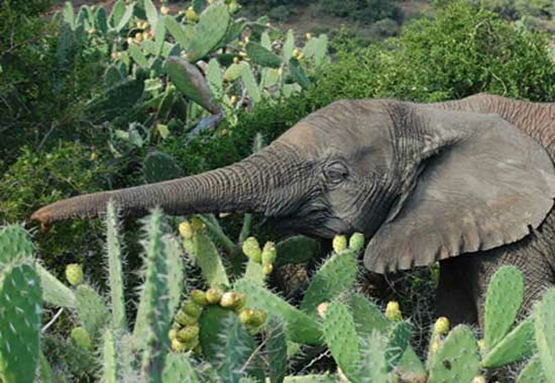 Kaktus-Frucht als Bonus: Elefant in einem Game Reserve in Südafrika