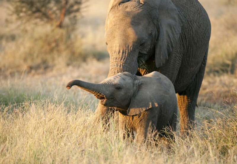 In dem Online-Kurs von South African Tourism geht es auch um Wildlife