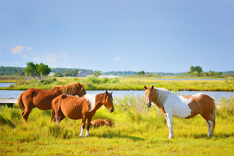 Wilde Ponys sind die Hauptattraktion auf Chincoteague an der Atlantikküste Virginias. Foto: Joesboy/iStockphoto