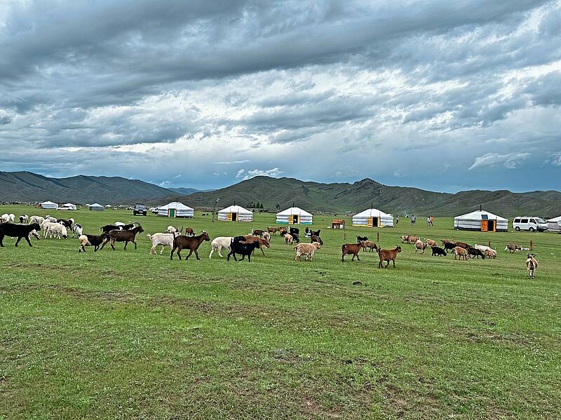 Ziegen und Schafe sind feste Begleiter einer jeden Reise durch die Mongolei  