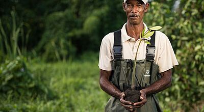 In der Dominikanischen Republik führt Iberostar drei Mangroven-Baumschulen. Foto: Iberostar Group