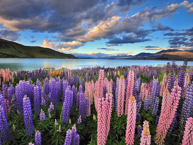 Die Jubiläumstour führt auch nach Neuseeland – im Bild der Lake Tekapo. Foto: nadlyaizat/istockphoto