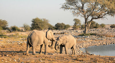 Der Etosha Nationalpark zählt jährlich 200.000 Besucher.