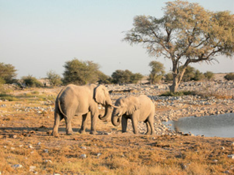 Der Etosha Nationalpark zählt jährlich 200.000 Besucher.