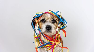 Wuff: Die Karnevalssaison naht und die nächste große Sause lockt