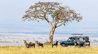 Ab Januar wird ein Besuch der Masai Mara in Kenia teurer