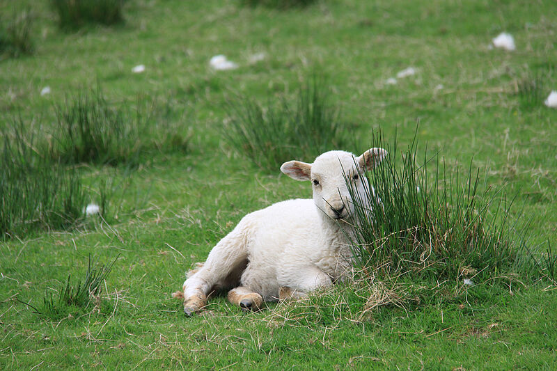 Es heißt, in Wales leben etwa dreimal so viel Schafe wie Menschen