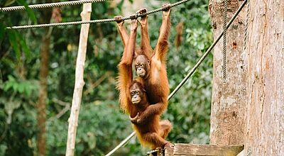 Unter anderem die Borneo-Reisen hat Intrepid Travel überarbeitet. Foto: Intrepid Travel