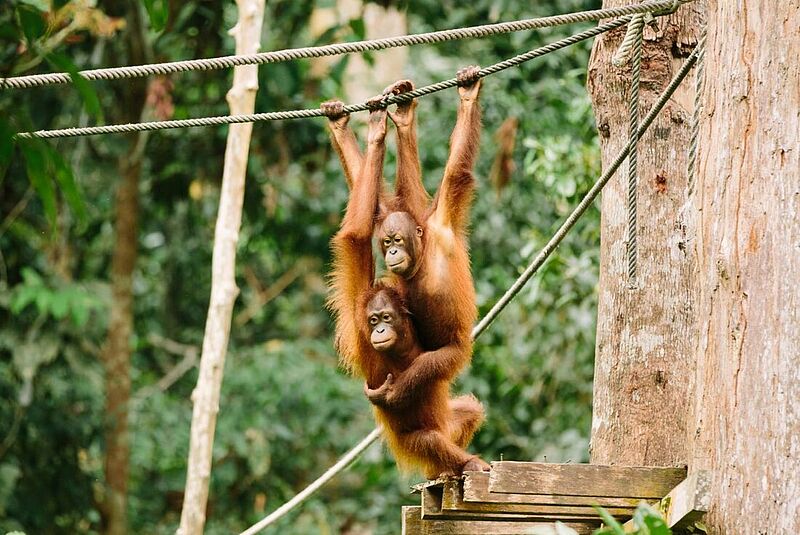 Unter anderem die Borneo-Reisen hat Intrepid Travel überarbeitet. Foto: Intrepid Travel