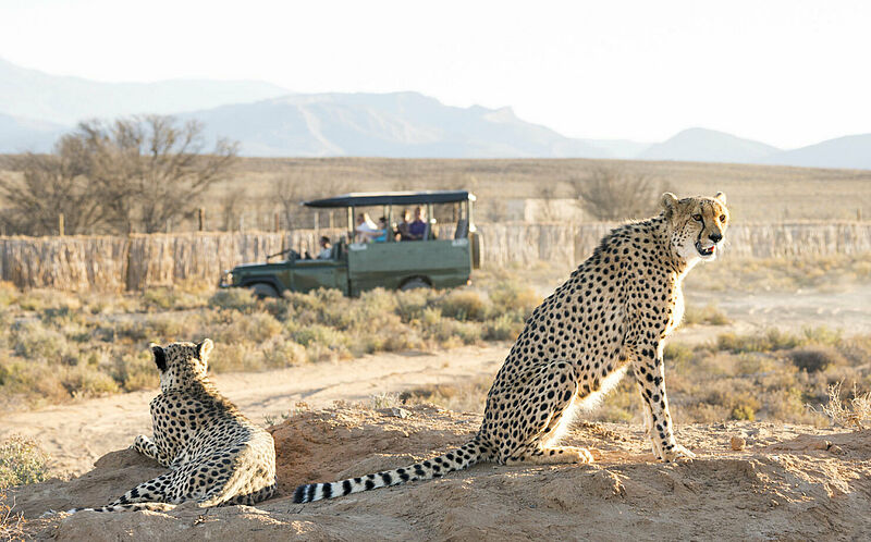 Suntrips hat unter anderem das Safari-Programm in Südafrika breiter aufgestellt