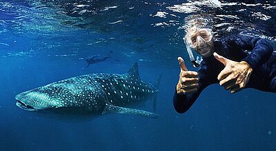 Daniel Ricciardo beim Walhai-Schwimmen