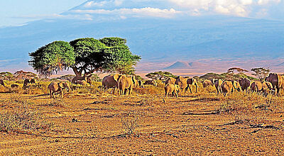 Gruppe afrikanischer Elefanten in der Savanne mit Akazienbäumen, im Hintergrund der schneebedeckte Kilimandscharo unter blauem Himmel