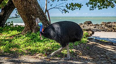 Der Kasuar (Englisch: Cassowary) ist der Namensgeber der Region Bild von einem Kasuar, einem großen Laufvogel, am Strand. Hinter ihm sieht man Bäume und das Meer.