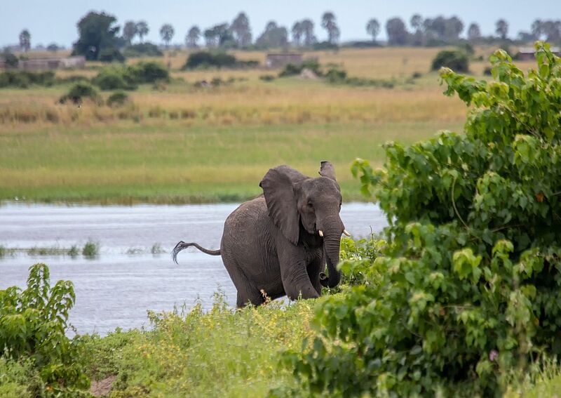 Ein Elefant läuft am Ufer eines Flusses durch grünes Buschwerk, im Hintergrund weite Savannenlandschaft.