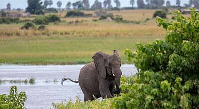 Ein Elefant läuft am Ufer eines Flusses durch grünes Buschwerk, im Hintergrund weite Savannenlandschaft.