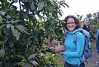 Petra Scheer (Reisebüro Gmünd) mit einer der Mangos der Egofinca Nogales