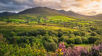 „Wo das Grün nie endet“ heißt eine neue Irland-Gruppenreise von Windrose Finest Travel. Weitläufige irische Hügellandschaft im warmen Abendlicht mit grünen Feldern, dichtem Wald und einem Bergmassiv im Hintergrund; im Vordergrund blühen gelbe und violette Heidepflanzen unter einem teils bewölkten Himmel.