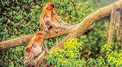 Zwei Langnasenaffen mit ihren Babys sitzen in einem Baum im Regenwald