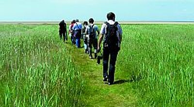 Eine Gruppe wandert auf der Insel Mandö Richtung Watt. Foto: jw
