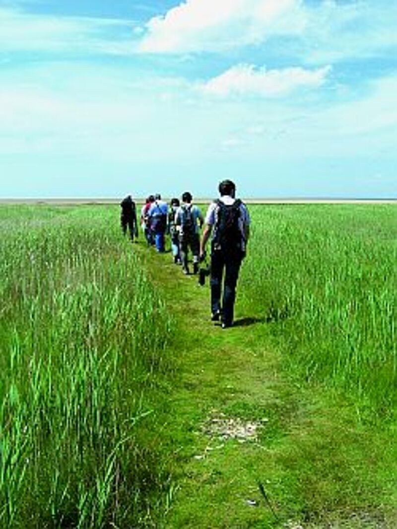 Eine Gruppe wandert auf der Insel Mandö Richtung Watt. Foto: jw