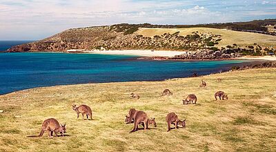 Mehrere Kängurus auf einer Wiese oberhalb einer Meeresbucht