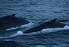 Und dann tauchen tatsächlich Wale neben dem Schiff auf (Copyright Jürgen Termer)