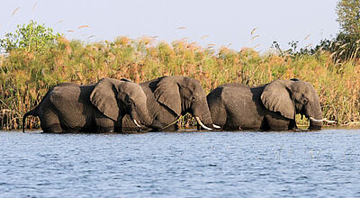 Elefanten beim Baden im Okavango-Delt