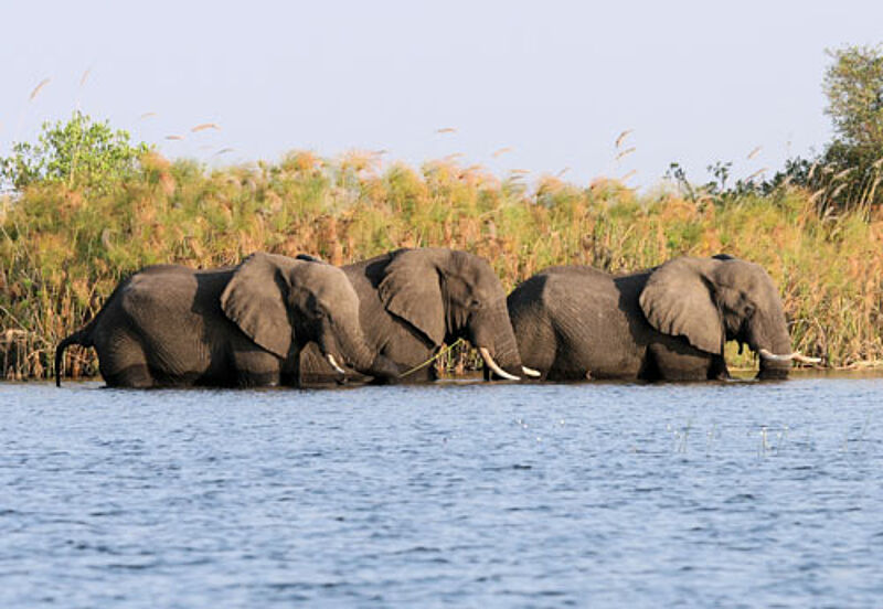 Elefanten beim Baden im Okavango-Delt