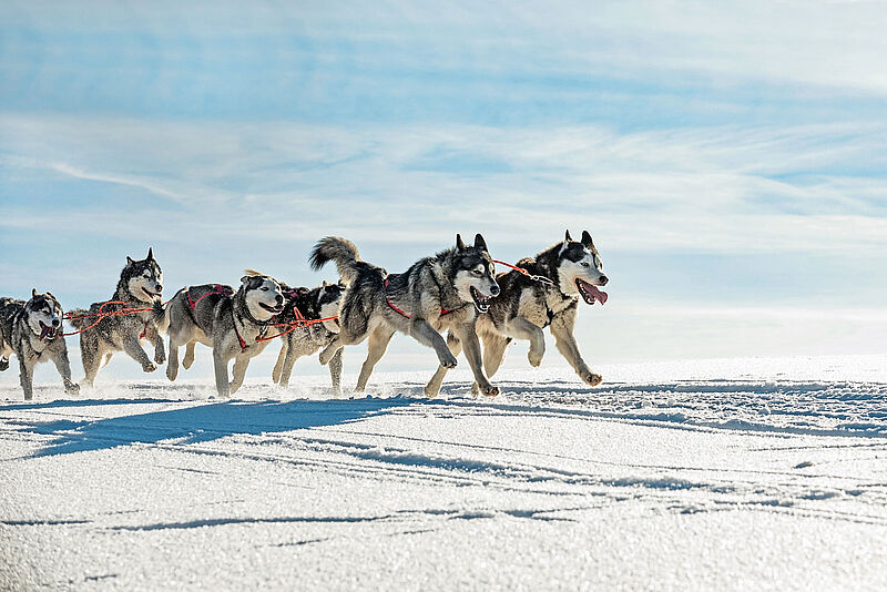 Sechs angeschirrte Siberian Huskys laufen synchron durch tiefen Schnee, vor blauem Himmel mit weißen Wolken.