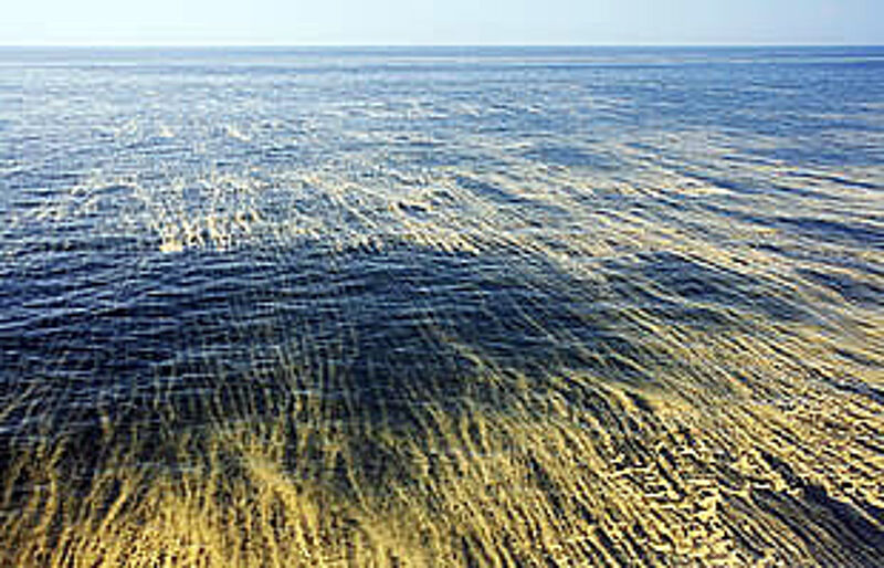 Algenteppich in der Ostsee – bisher müssen sich Badeurlauber nicht sorgen, so die Behörden