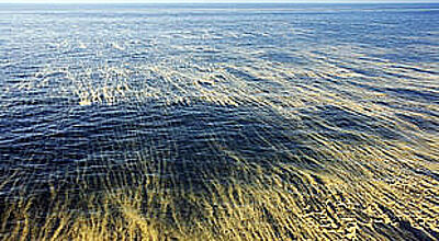 Algenteppich in der Ostsee – bisher müssen sich Badeurlauber nicht sorgen, so die Behörden
