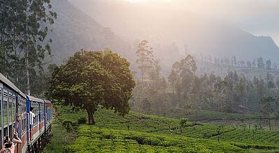 Ein besonderes Erlebnis ist die Fahrt mit dem Zug durch die Teeplantagen