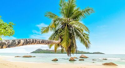 Palme wächst tief über weißen Sandstrand, Felsen ragen aus dem Meer, im Hintergrund eine bewaldete Insel