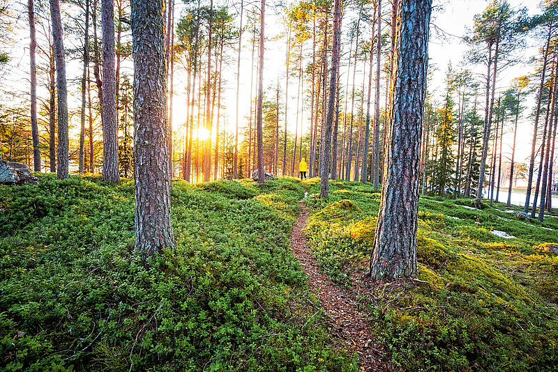 Wälder und Seen: Viel mehr braucht man nicht, um in Finnland glücklich zu sein