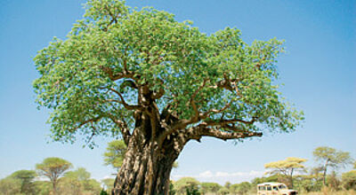 Im Tarangire Nationalpark können die Besucher riesige Baobabs sehen.