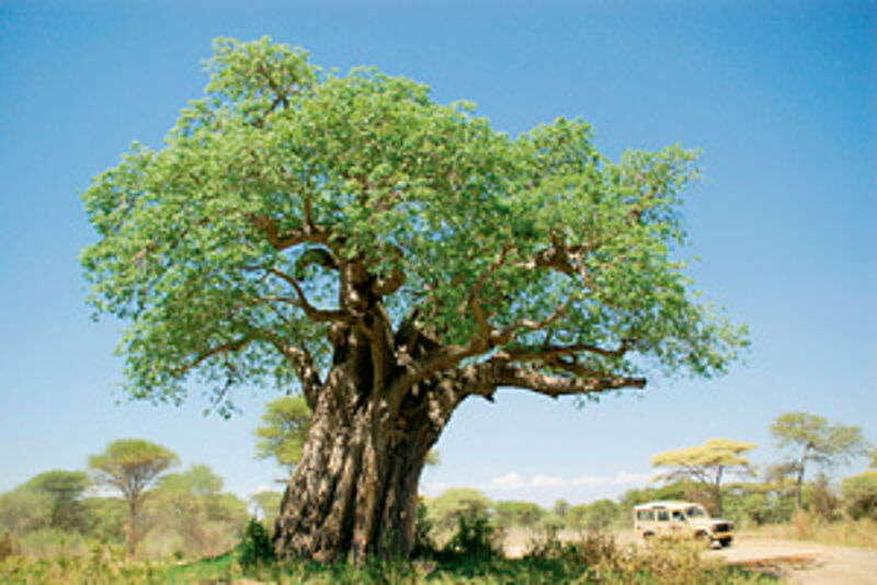 Im Tarangire Nationalpark können die Besucher riesige Baobabs sehen.